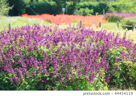 Autumn park Salvia Splendence flower Autumn park Salvia Splendence flower 44454119