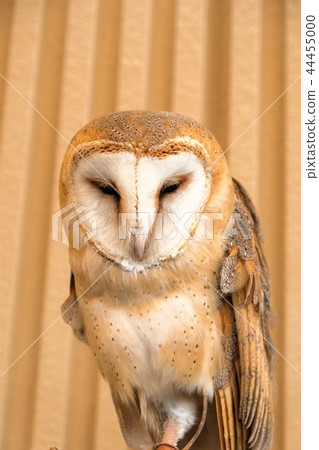 倉owl 倉owl 44455000