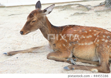 Sleeping deer Sleeping deer 44455166