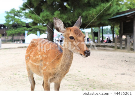 可愛的小鹿 44455261