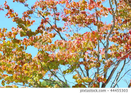 Autumn park dogwood fall foliage Autumn park dogwood fall foliage 44455303