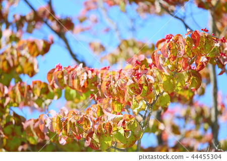 Autumn park dogwood fall foliage Autumn park dogwood fall foliage 44455304