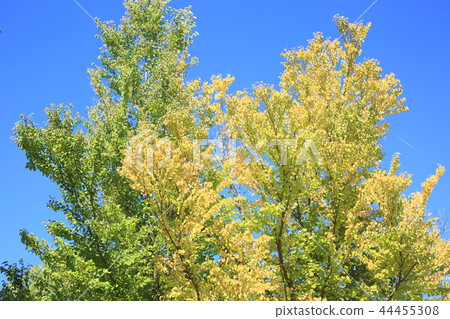 Autumn park Katsura yellow leaves 44455308