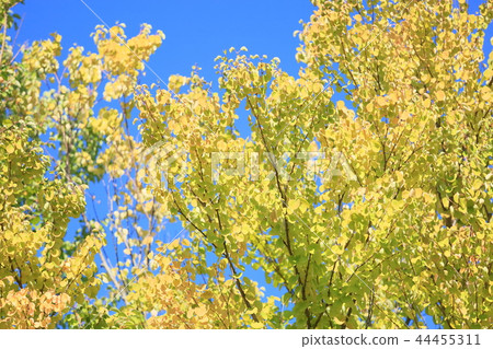Autumn park Katsura yellow leaves 44455311