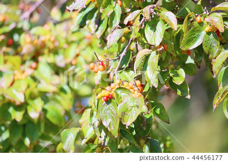 Autumn park 44456177