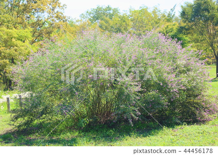 Autumn park Autumn park 44456178