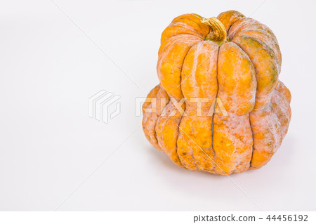 大南瓜 大南瓜 44456192