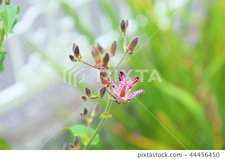 Hototogisu flower 44456450