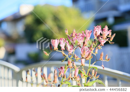 Hototogisu花 44456882