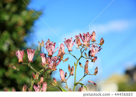 Hototogisu花 Hototogisu花 44456883