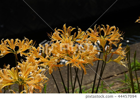 Handa集群花 Handa集群花 44457094