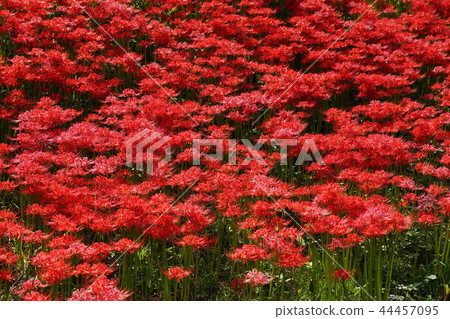 Handa集群花 Handa集群花 44457095