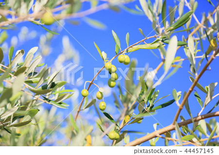 Autumn Park Olive Fruit 44457145