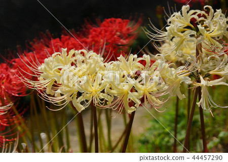 Handa集群花 44457290