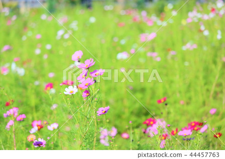 波斯菊花 波斯菊花 44457763