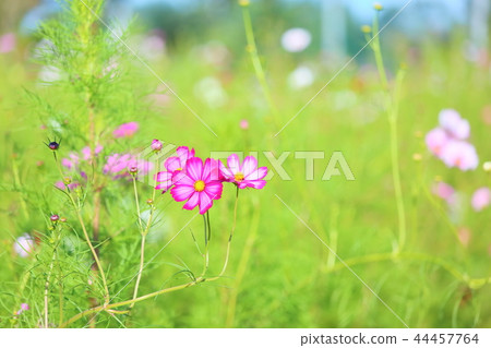 波斯菊花 44457764