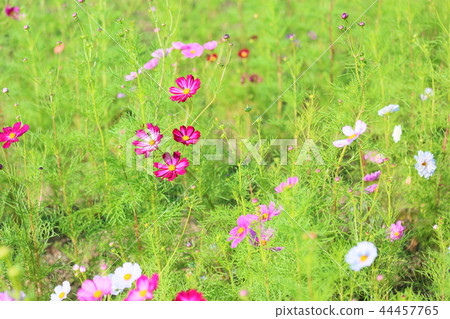 波斯菊花 波斯菊花 44457765