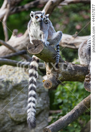 Tailed lemurs (Lemur catta) sitting on a branch Tailed lemurs (Lemur catta) sitting on a branch 44457877