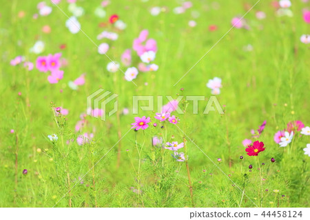 波斯菊花 44458124