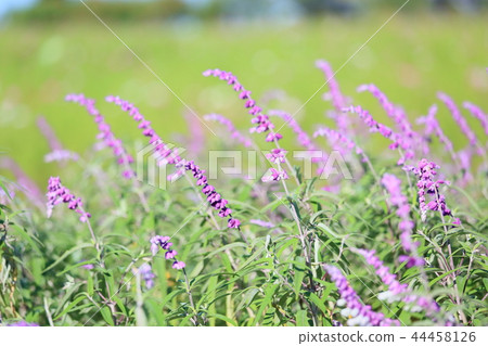 Autumn park Salvia Leucansa flowers 44458126
