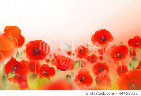 Beautiful poppy background, close-up. 44458318
