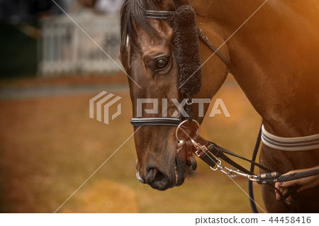 A head shot of a horse before race. 44458416