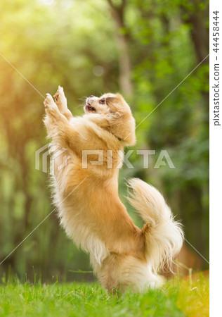 Tibetian spaniel playing outdoor in park. 44458444
