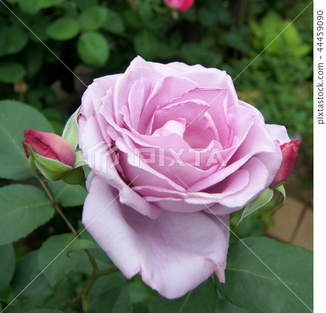 Blooming garden of blue moon Blooming garden of blue moon 44459090