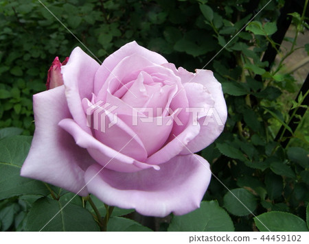 藍色月亮開花的庭院 44459102