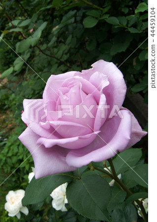 藍色月亮開花的庭院 44459104