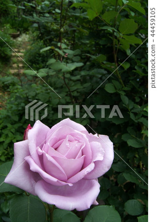 藍色月亮開花的庭院 44459105