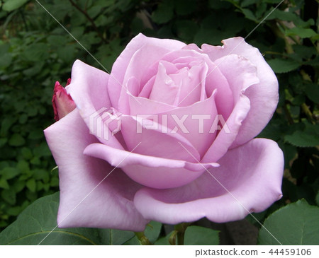 藍色月亮開花的庭院 44459106