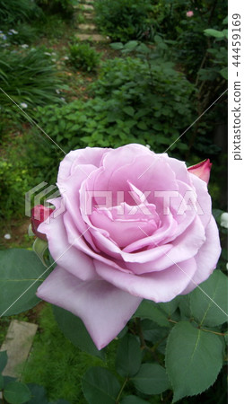 16：9盛開的藍月花園 44459169