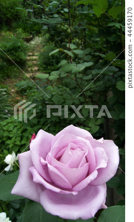 16: 9 Blooming garden of blue moon 44459170