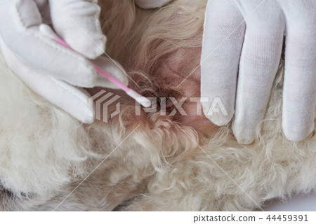 Close-up view of dog ear with infection Close-up view of dog ear with infection 44459391