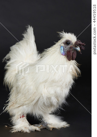 One white rooster 44459518