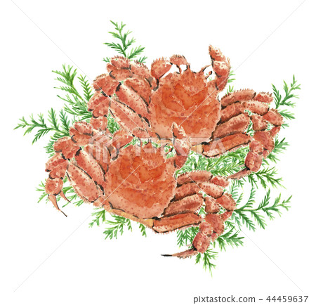 Hairy crab 2 tail Hiba crab Crab crustacean Material [Watercolor illustration] 44459637