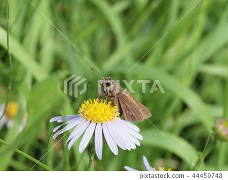 Ichimonjiseri蝴蝶吮吸野生菊花的花蜜 44459748