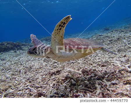 綠海龜綠海龜綠海龜 綠海龜綠海龜綠海龜 44459770