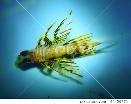 少年飛魚飛魚飛魚飛魚兒童兒童 44459771