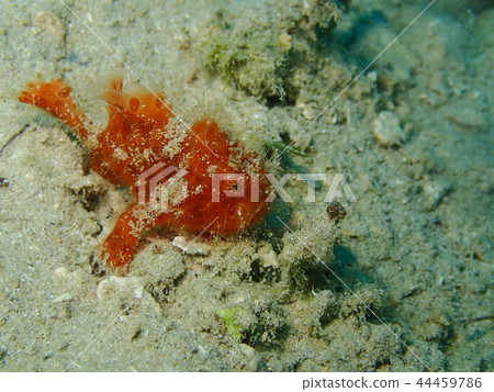 Little Frogfish Orange Frog Ankow Hairy frogfish Little Frogfish Orange Frog Ankow Hairy frogfish 44459786