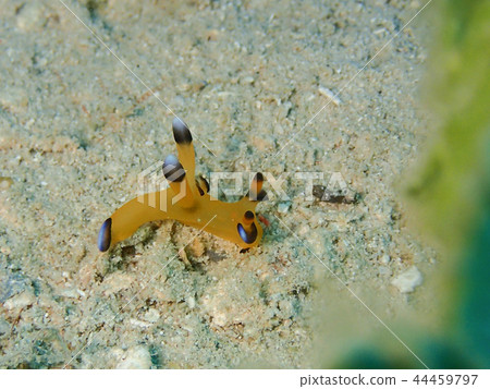 Udefritsunozaya海參皮卡丘海參海參nudibranch Udefritsunozaya海參皮卡丘海參海參nudibranch 44459797