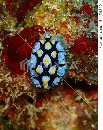 Freezer buffalo sea slug sea slug nudibranch Freezer buffalo sea slug sea slug nudibranch 44459800