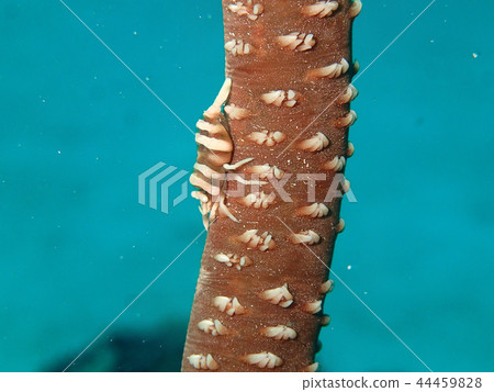 Shrimp Shrimp that lives in Shrimp Shrimp Shrimp that lives in Shrimp 44459828