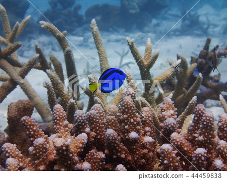 Anemonefish藍色唐調色板刺尾魚小車 44459838