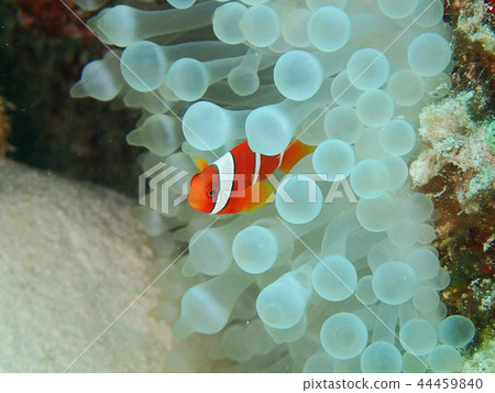 Anemonefish少年與三行Oneband anemonefish蕃茄小丑 44459840