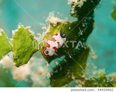 海參海參nudibranch 44459842
