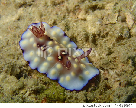 Chromodoris Hintuanensis Chromodoris hintuanensis 44459844