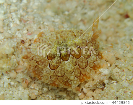 Zenigatafushiagai海參海參nudibranch 44459845