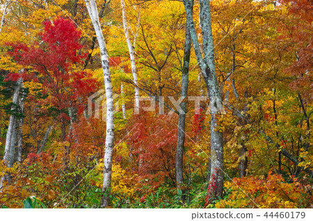 山深秋 44460179